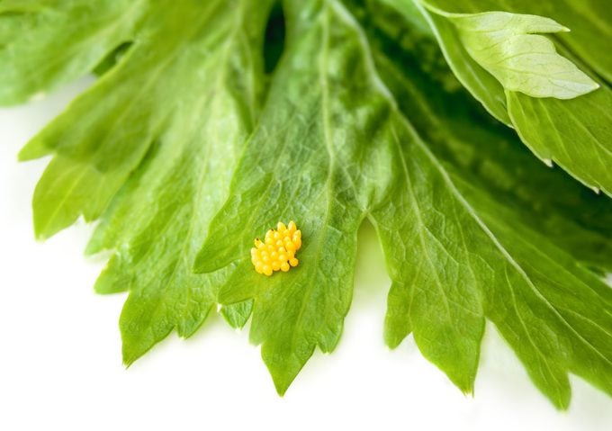 Ladybug egg cluster on celery leaf, close-up.