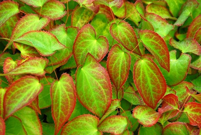 Red barrenwort is a low-maintenance ground cover.