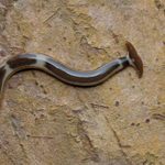 What Is a Hammerhead Worm and Is It Harmful?