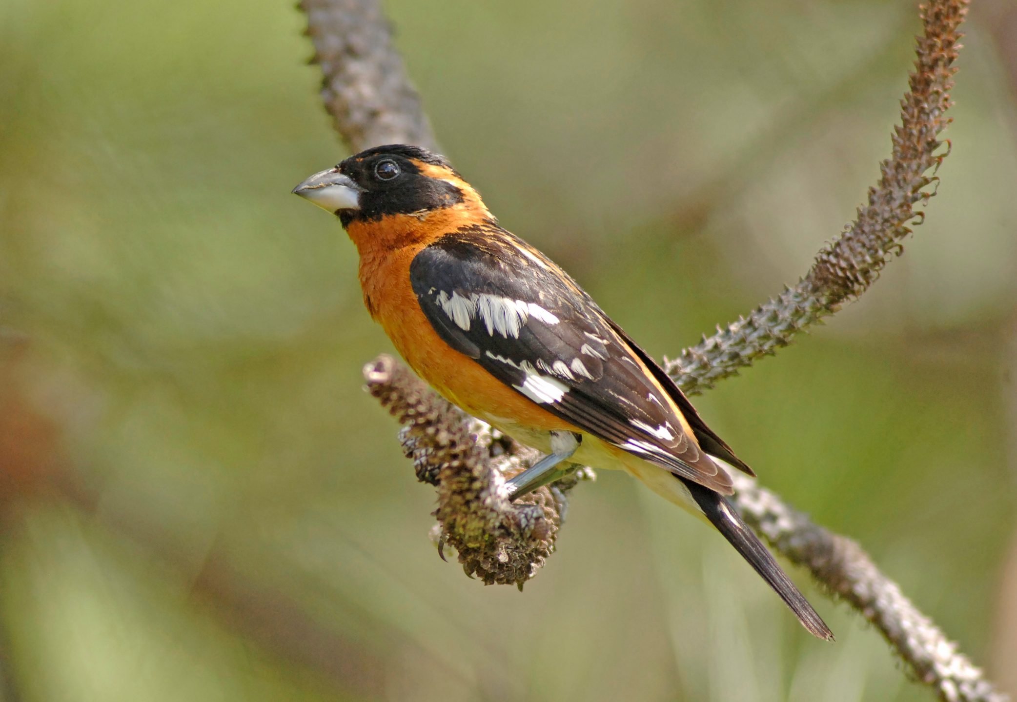 How to Identify an American Robin - Birds and Blooms