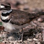 Everything You Need to Know About a Killdeer Bird