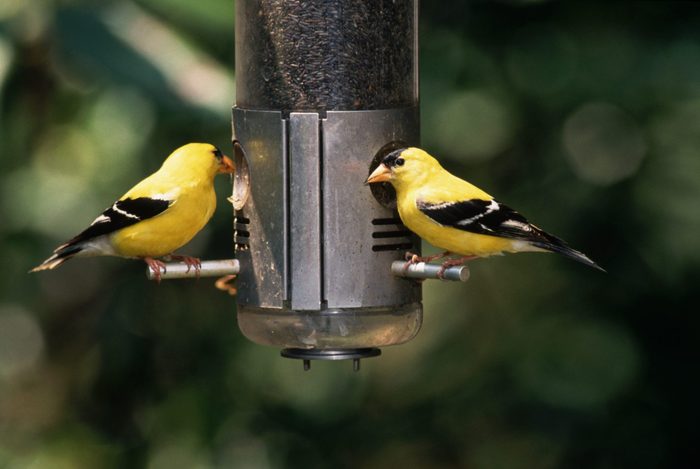 avian flu, American Goldfinches at Bird Feeder