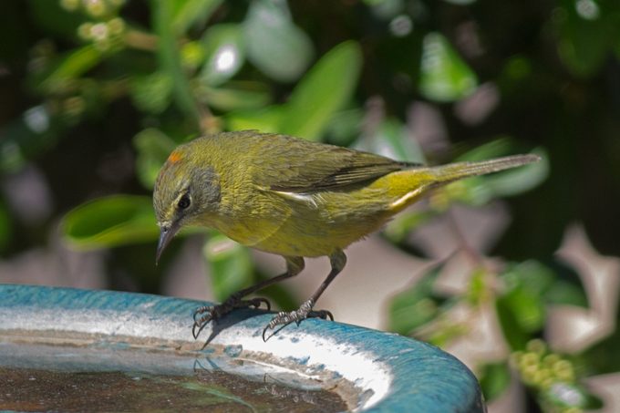 what do warblers eat, orange crowned warbler on bird bath