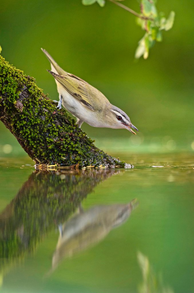 Red Eyed Vireo, Vireo Olivaceus