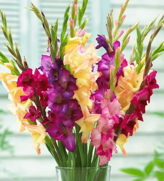 gladiolus bulbs, august birth flower