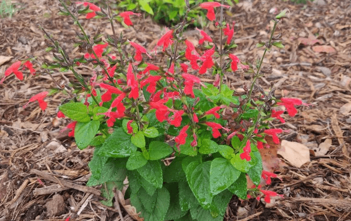 annuals that attract hummingbirds, salvia