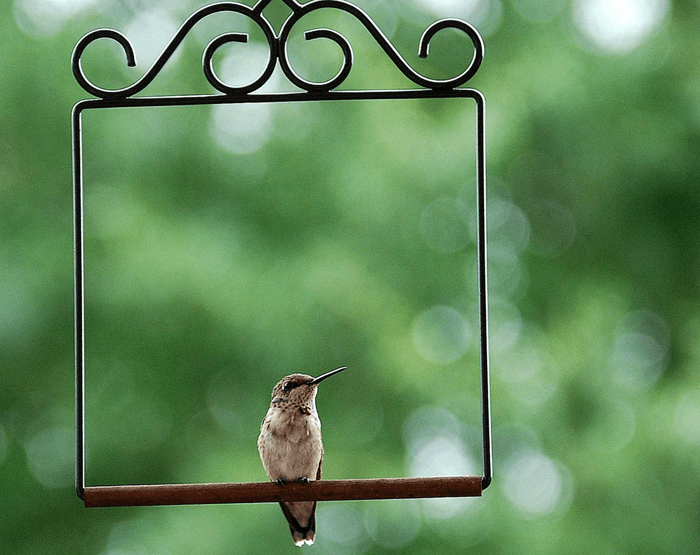 hummingbird swing accessory