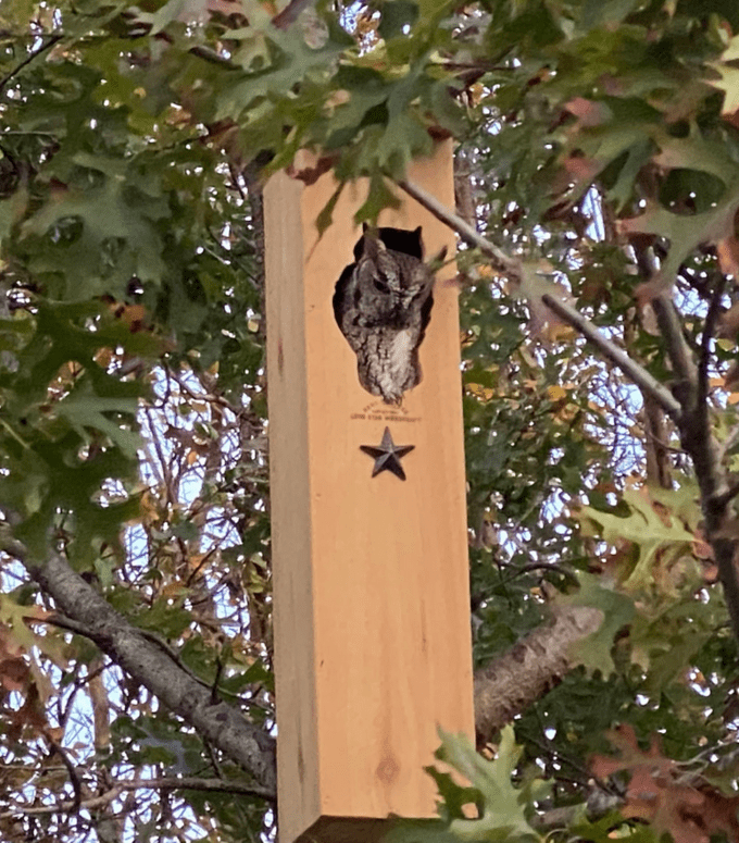 screech owl nest box, how to attract owls