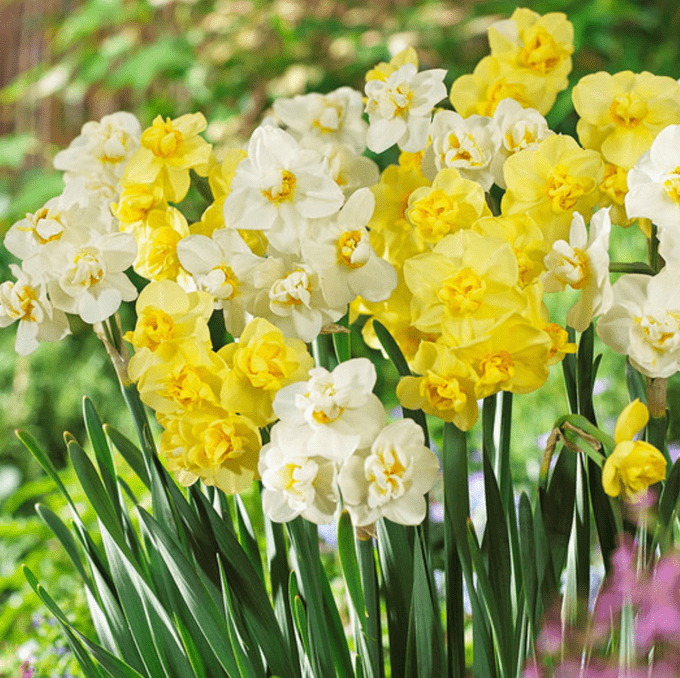 cheerfulness daffodil