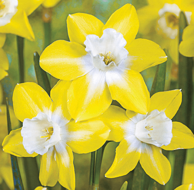 pipit daffodil
