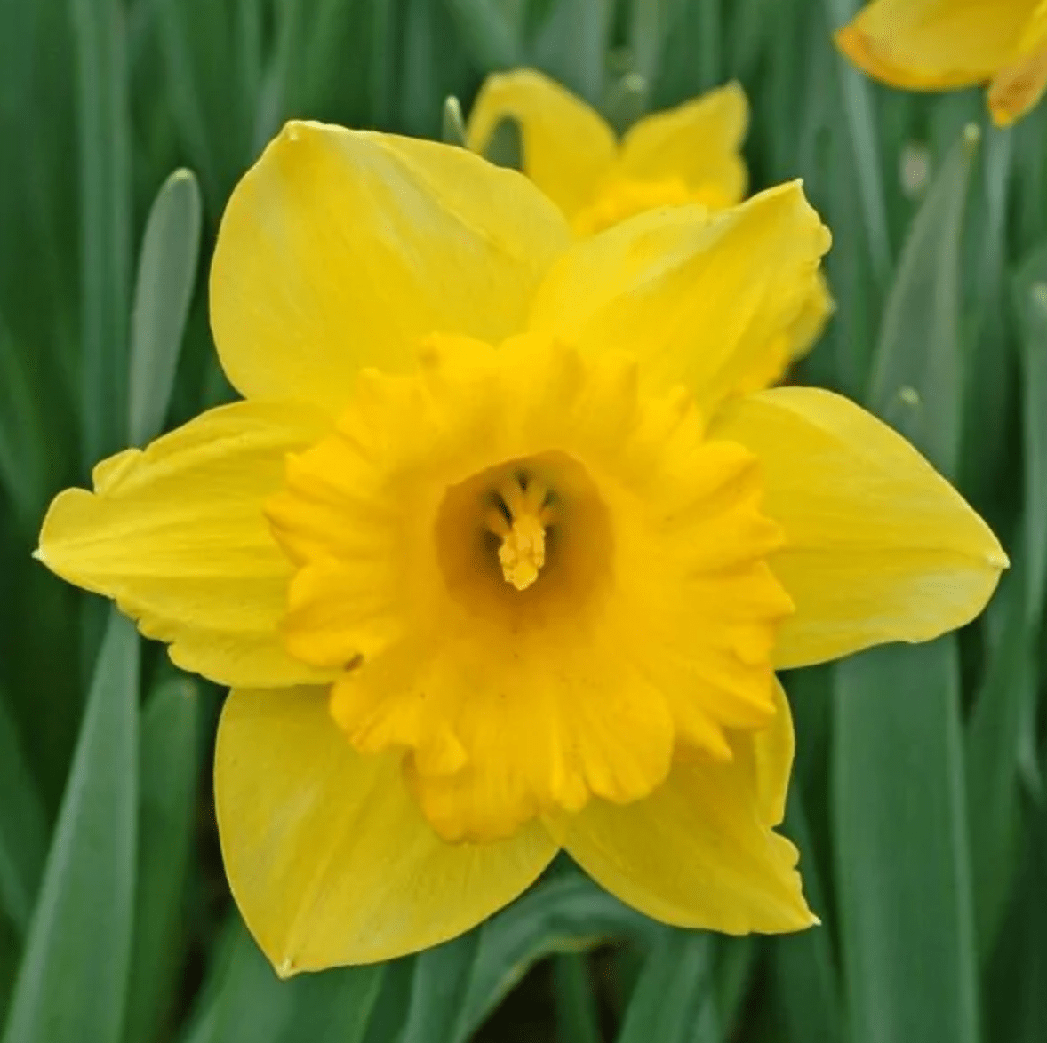 dutch master daffodil