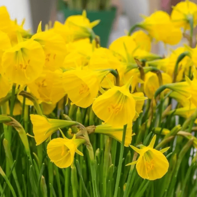golden bells daffodil