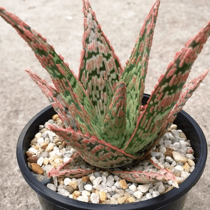 Aloe Plant Pink Blush Perennial Ecomm Via Etsy