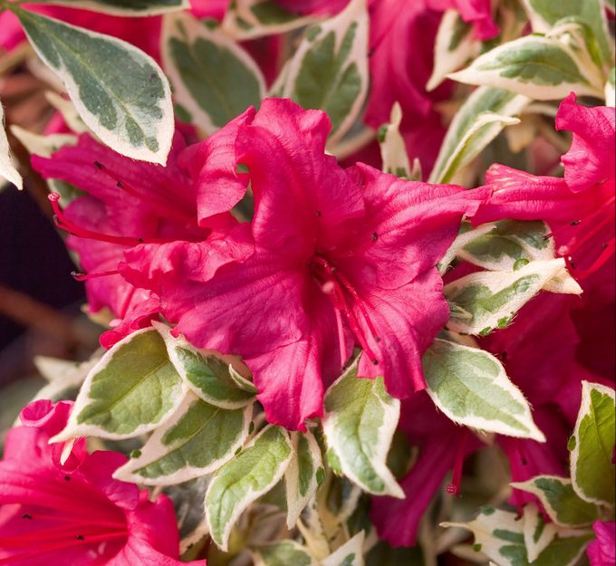 A closeup shot of Bollywood azalea reveals tropical looking flowers and cream edged leaves.