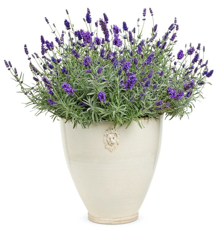 English Lavender 1, tea garden