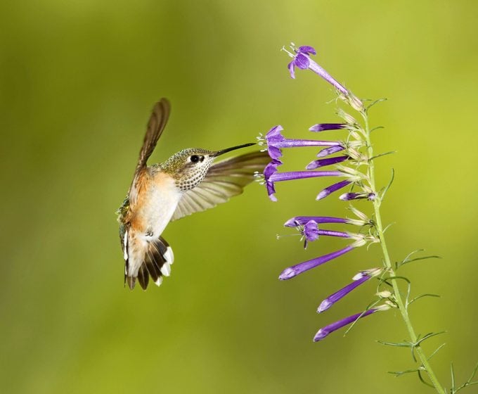 A female Calliope hummingbird hovering in front of an El Paso Skyrocket stem.