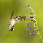 Calliope Hummingbird: Smallest Bird in the U.S.