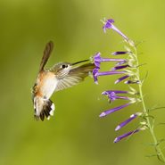 A female Calliope hummingbird hovering in front of an El Paso Skyrocket stem.