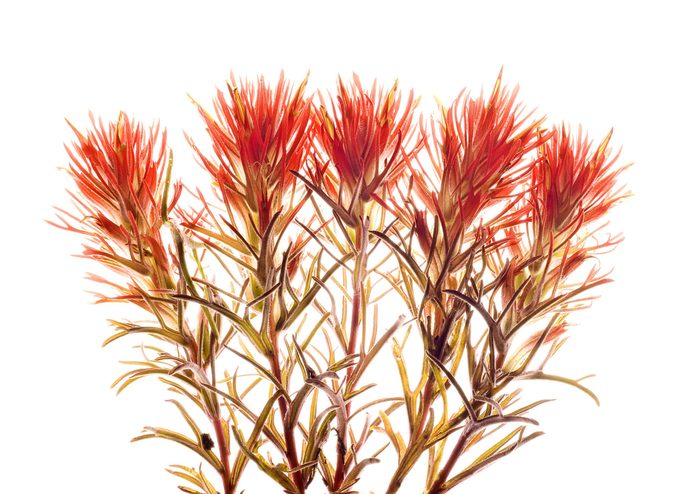 Indian paintbrush has clusters of red-orange flowers on red-tinted stems.