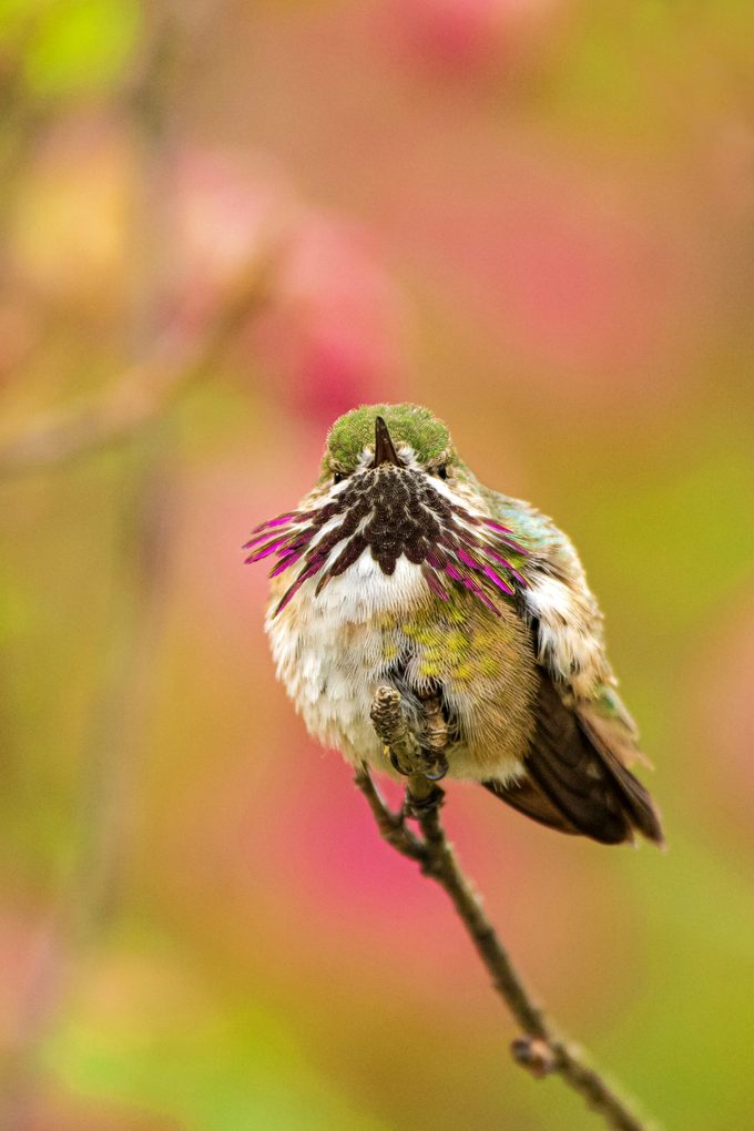 A male Calliope hummingbird sits on a small branch while puffing out his bright purple neck feathers.