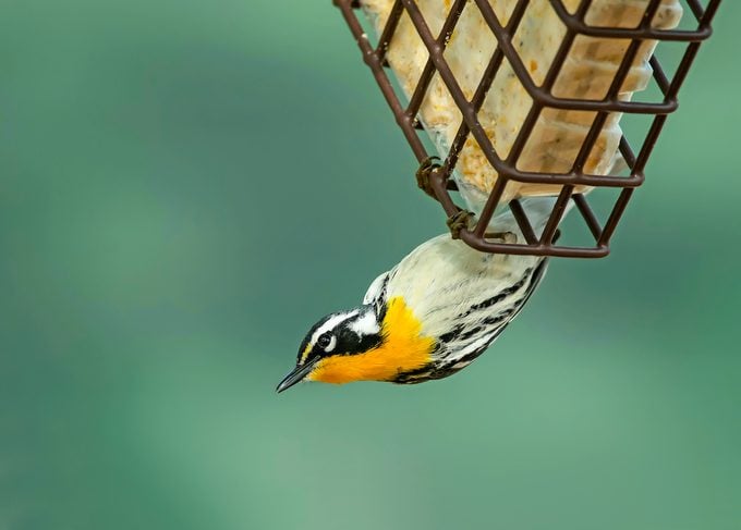 Yellow-throated warblers, like this male, are special visitors at suet feeders.