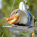 What Do Wrens Eat and How to Attract Them