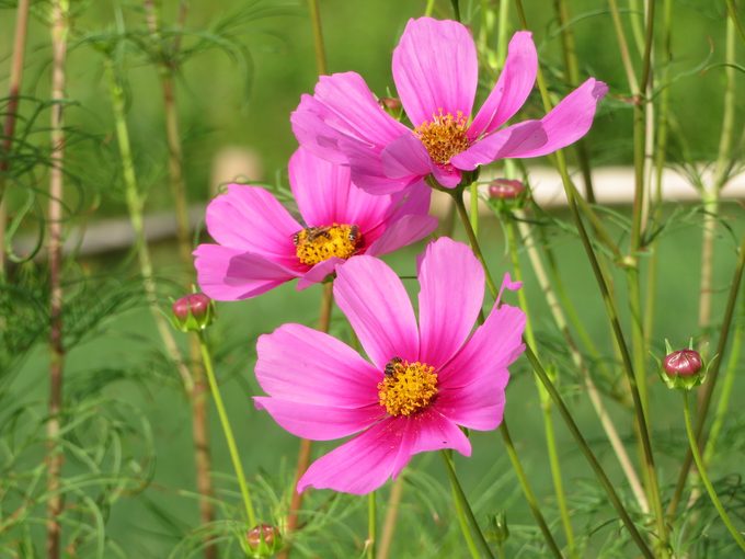 cosmos, october birth flower gift guide