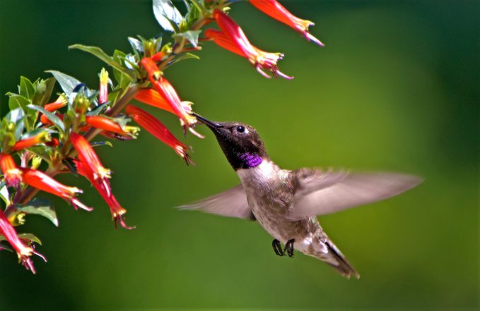 Black-chinned hummingbird at vermillionaire cuphea