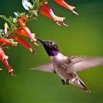 Hummingbirds Can’t Resist Firecracker Plant