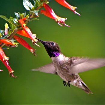 firecracker plant, Black-chinned hummingbird at vermillionaire cuphea