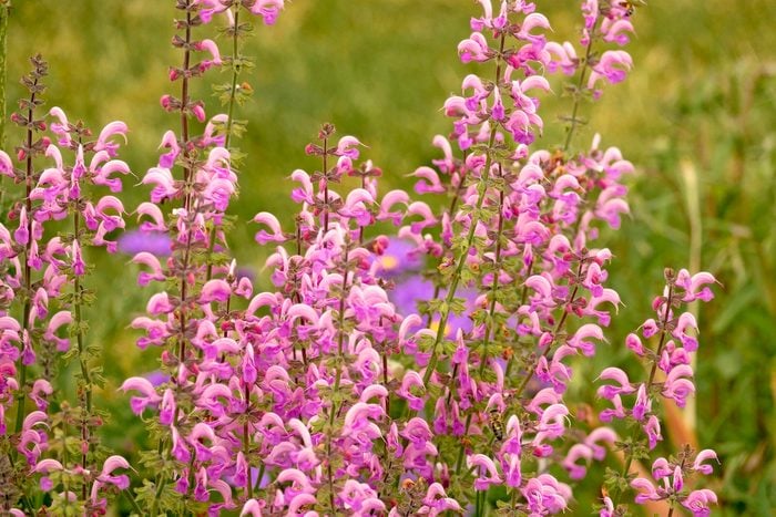 SalvRose Rhapsody Ballet meadow sageia Pratensis Rose Rhapsody June Salvia Pink Sage Flowers