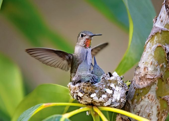 An Anna's hummingbird tends to her babies in the nest.