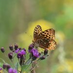 Attract More Butterflies With Fuzzy Flowers