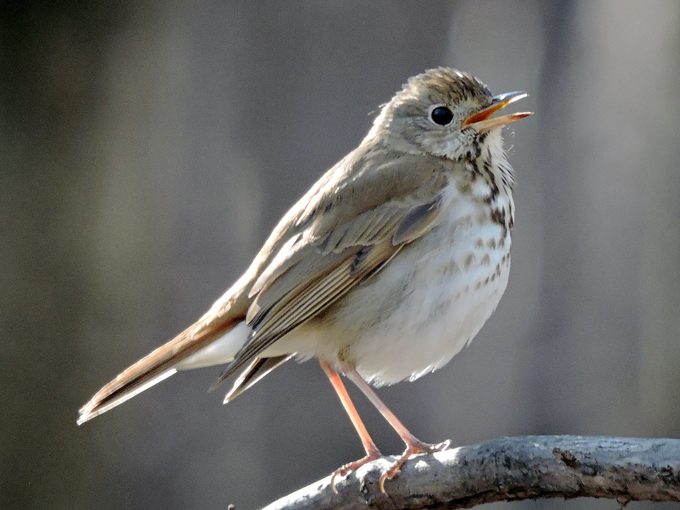 hermit thrush, songbirds
