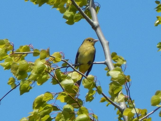 Female Scarlet Tanager; East Tawas; Mi; During Spring Migration; May 21; 2016.