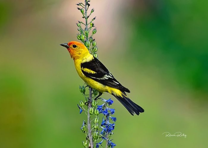 Bnbbyc18 Rebecca Reilly, western tanager pictures