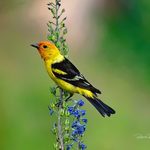 11 Colorful Western Tanager Pictures