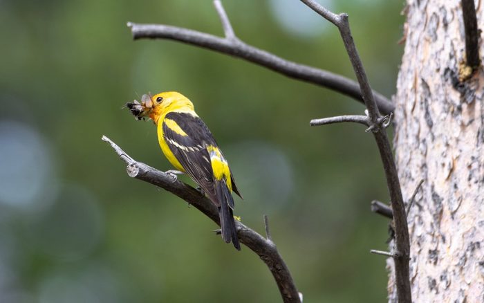 Bnbbyc18 Steve Ostermiller, western tanager pictures