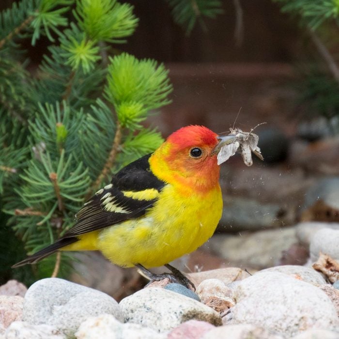 Bnbbyc19 April Eisele, western tanager pictures