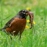 How Do American Robins Find Worms?