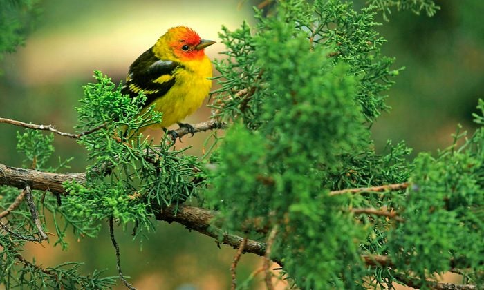 western tanager pictures