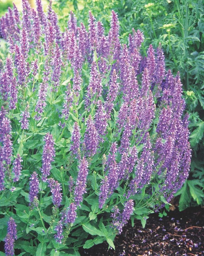 Blue Hill meadow sage, salvias for hummingbirds