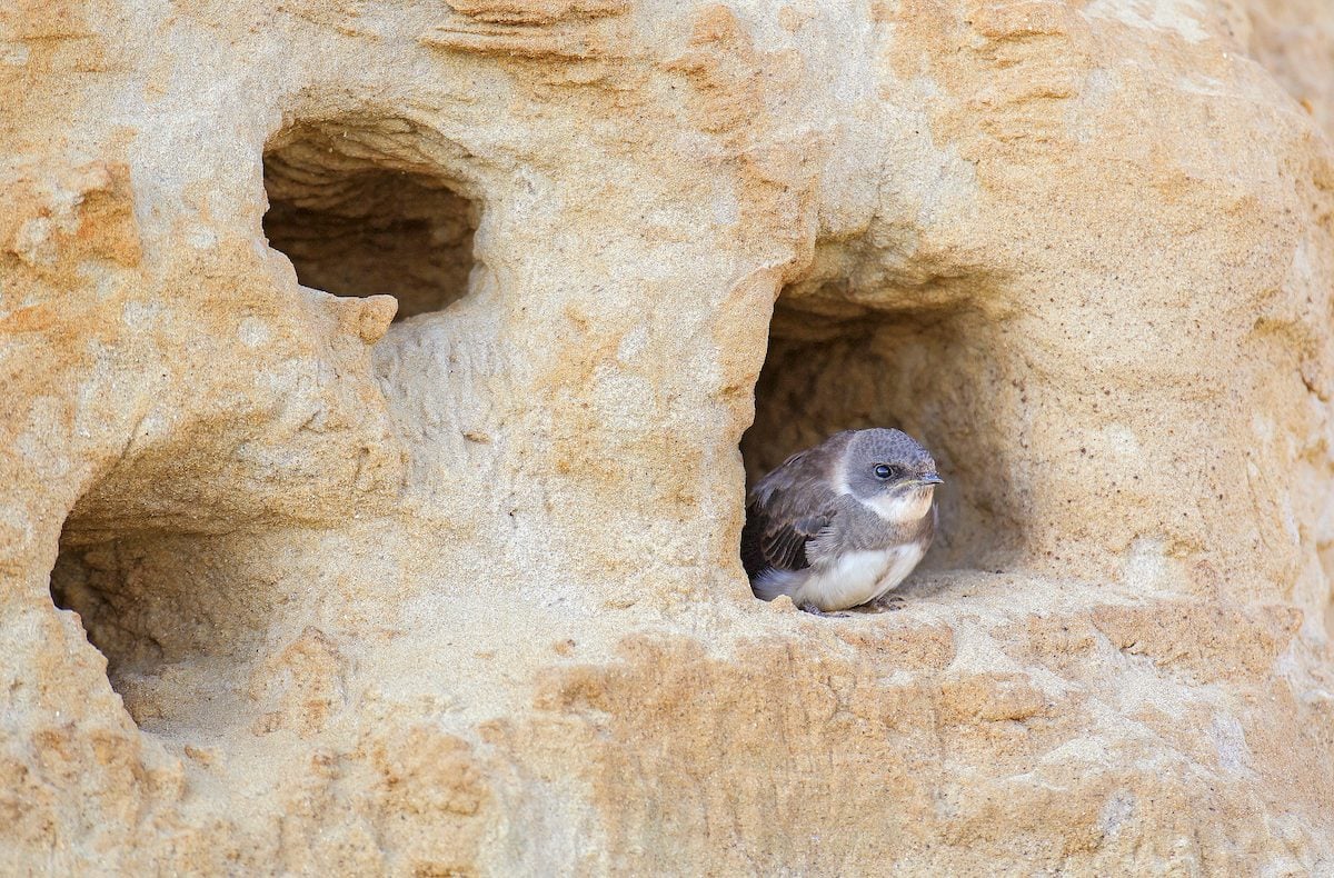 Ground Nesting Birds: Safe and Sound Underground - Birds and Blooms