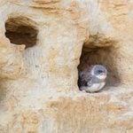 Ground Nesting Birds: Safe and Sound Underground