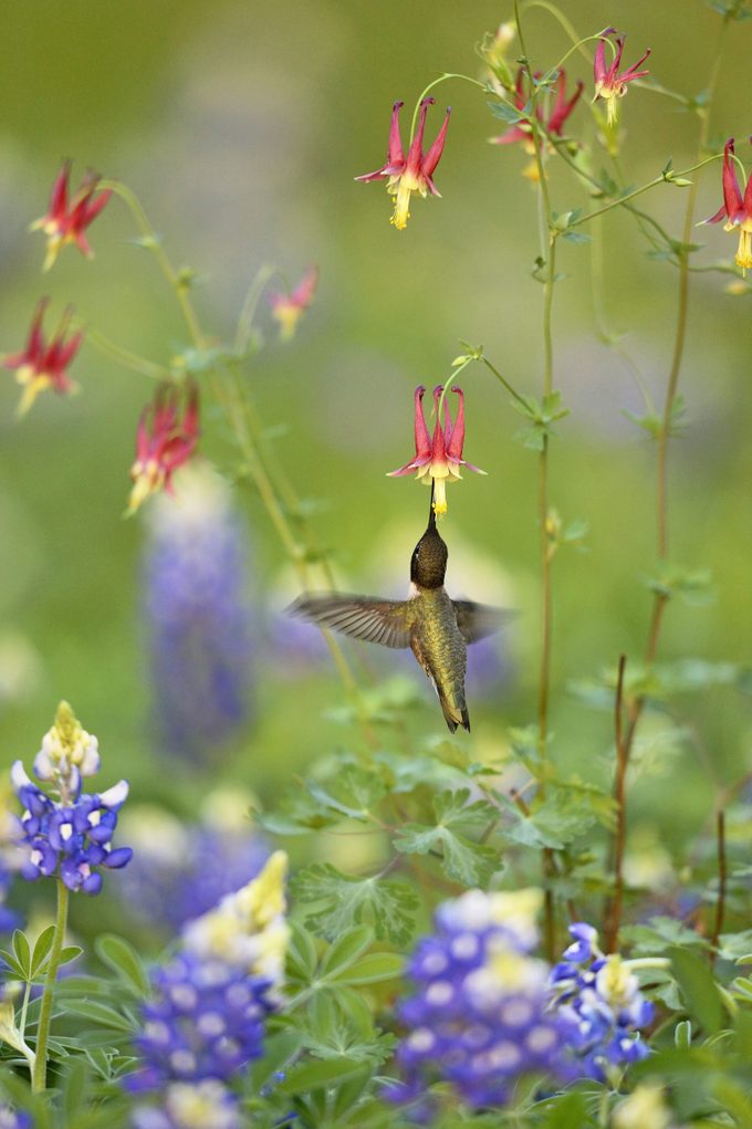 A black-chinned hummingbird flies directly under a red and yellow columbine bloom to drink its nectar.