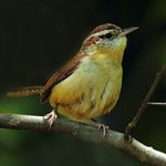 Do Wren Sightings Have Special Meaning?