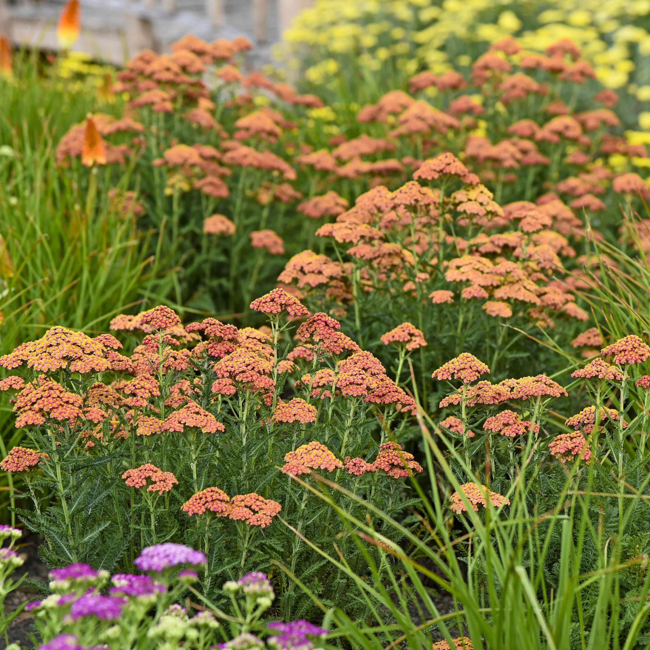 Grow a Yarrow Plant and Keep it From Flopping   Birds and Blooms