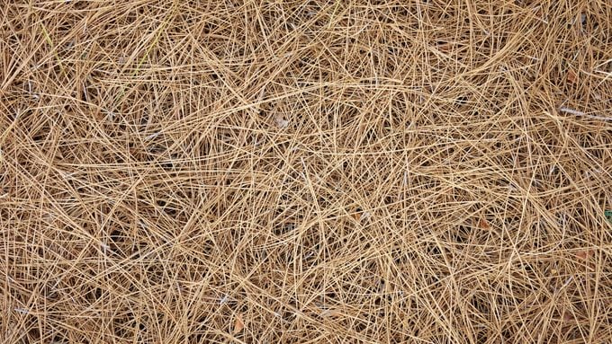 bird nesting material, Natural background of dry pine needles of Pinus canariensis on the ground