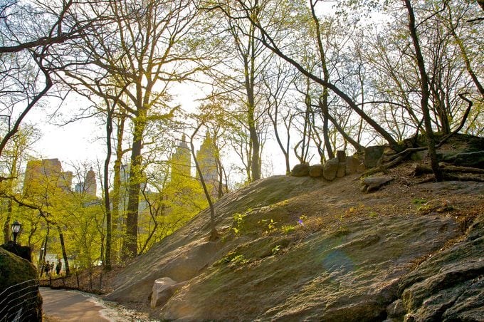 Path through the Ramble in spring, with boulder and view of the San Remo towers, Central Park, New York, New York