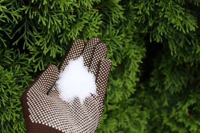 epsom salt in a hand with garden gloves